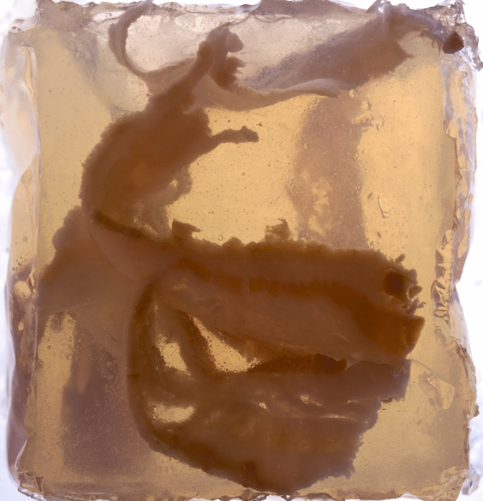 Self Portrait, gelatin, bacon, 4 x 4 x 4 in.