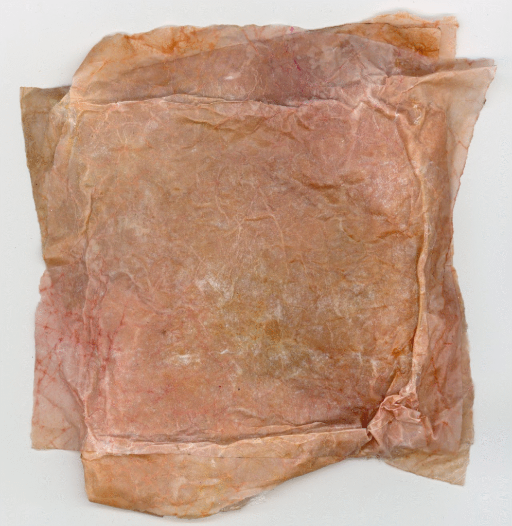 Skin, paper, vegetable oil, oil paint, gelatin, 5 x 5 in